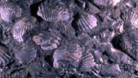 I fossili di Montefalcone
